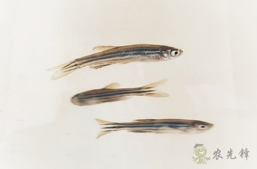 腸道土著菌讓魚兒吃糖長肉？