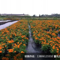 園林防草布