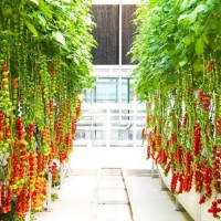 蔬菜種植溫室