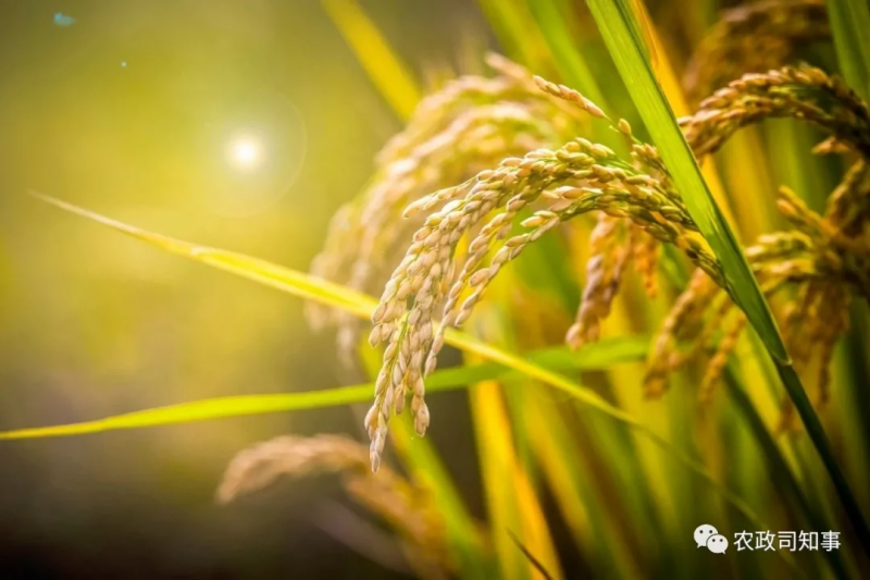 全球糧食危機：中國打了一場驚心動魄的糧食大戰！