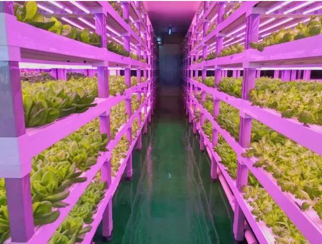 透視中日荷三國“植物工廠”案例，植物工廠的下一站又是什么