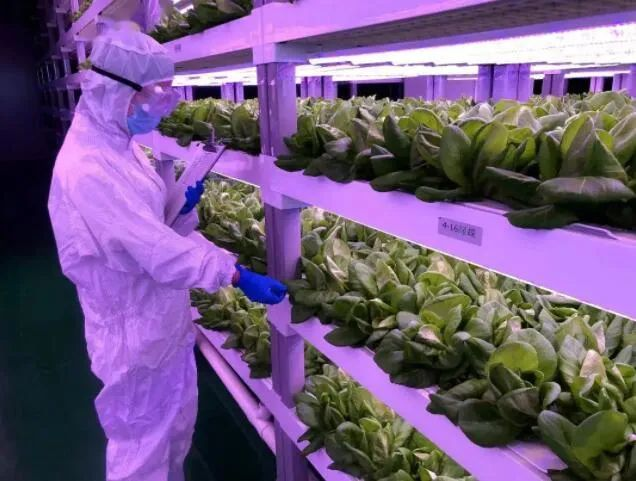 透視中日荷三國“植物工廠”案例，植物工廠的下一站又是什么