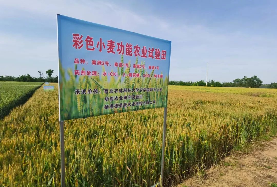 彩色小麥或是發(fā)展功能農業(yè)的好項目
