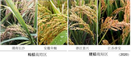 我國(guó)科學(xué)家找到調(diào)控水稻小麥穗發(fā)芽的“開(kāi)關(guān)”