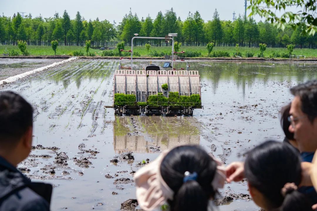無(wú)人農(nóng)機(jī)加入滬郊水稻插秧大軍